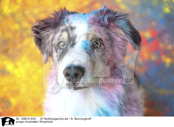 junger Australian Shepherd / young Australian Shepherd / SIB-01452