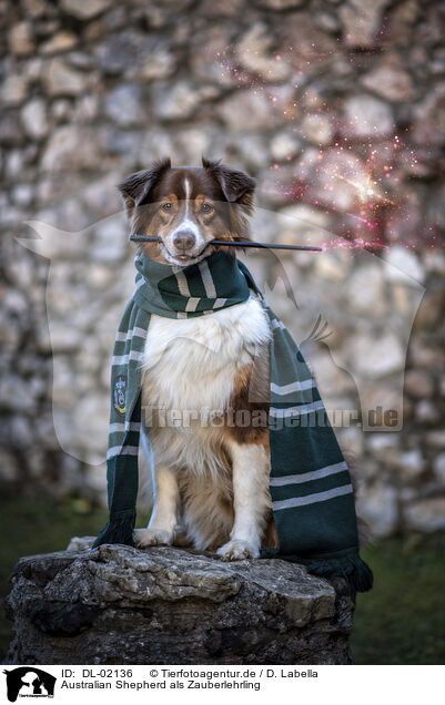 Australian Shepherd als Zauberlehrling / Australian Shepherd as sorcerer's apprentice / DL-02136
