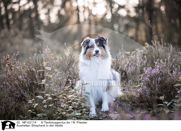 Australian Shepherd in der Heide / Australian Shepherd at heath / NP-02114
