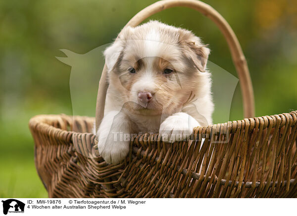 4 Wochen alter Australian Shepherd Welpe / 4 weeks old Australian Shepherd puppy / MW-19876