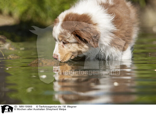 8 Wochen alter Australian Shepherd Welpe / 8 weeks old Australian Shepherd puppy / MW-19989