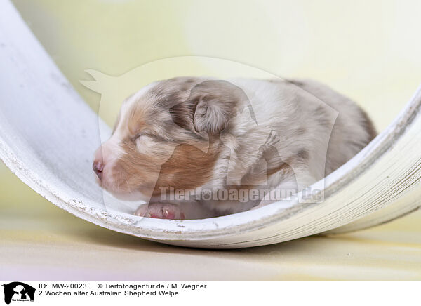 2 Wochen alter Australian Shepherd Welpe / 2 weeks old Australian Shepherd puppy / MW-20023