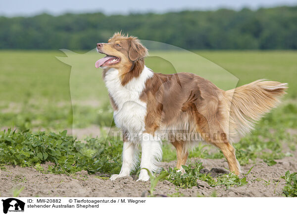 stehender Australian Shepherd / standing Australian Shepherd / MW-20882