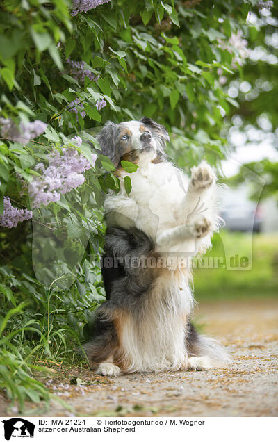 sitzender Australian Shepherd / sitting Australian Shepherd / MW-21224
