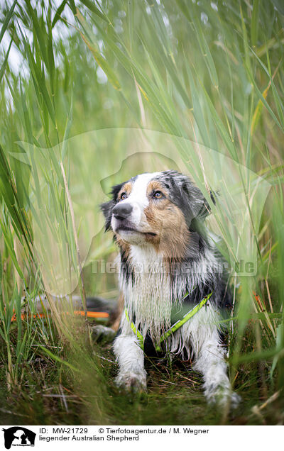 liegender Australian Shepherd / lying Australian Shepherd / MW-21729