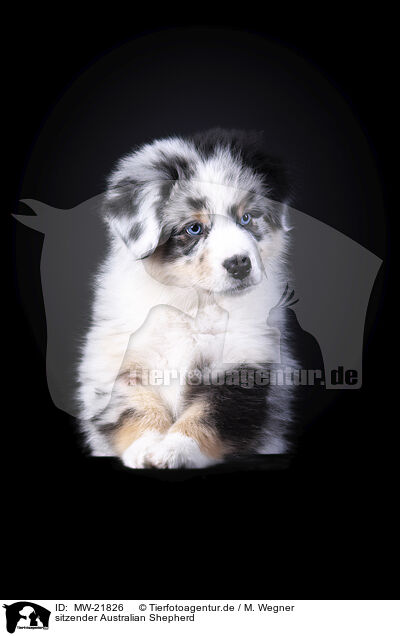 sitzender Australian Shepherd / sitting Australian Shepherd / MW-21826