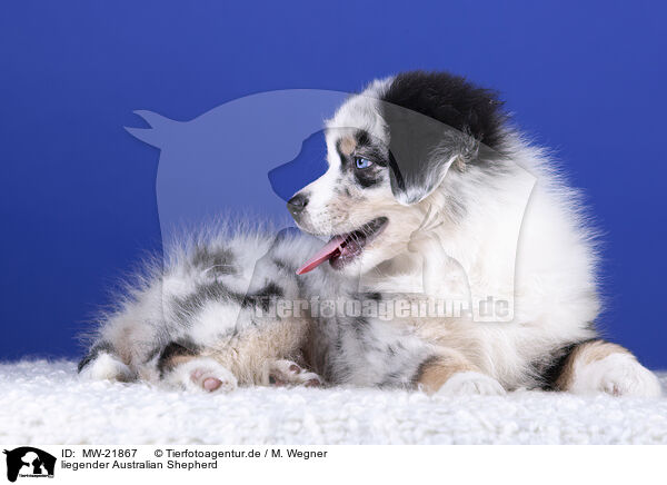 liegender Australian Shepherd / lying Australian Shepherd / MW-21867