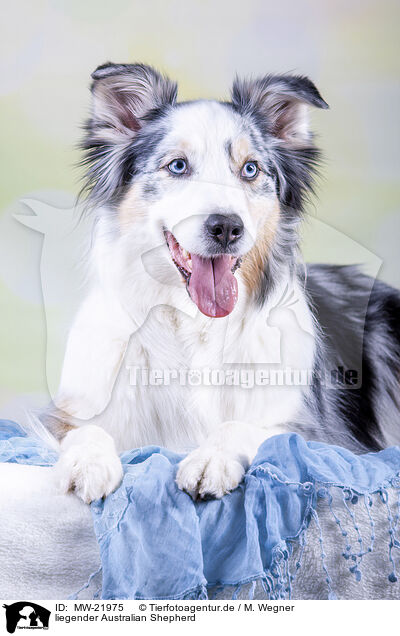 liegender Australian Shepherd / lying Australian Shepherd / MW-21975