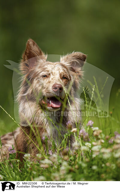 Australian Shepherd auf der Wiese / Australian Shepherd on the meadow / MW-22306