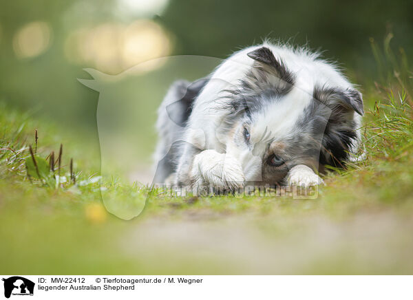liegender Australian Shepherd / lying Australian Shepherd / MW-22412