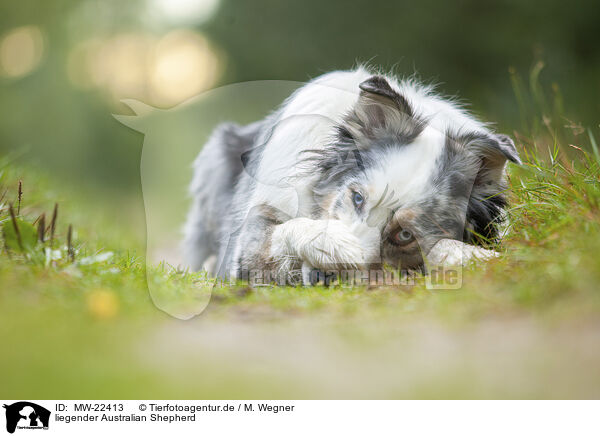 liegender Australian Shepherd / lying Australian Shepherd / MW-22413