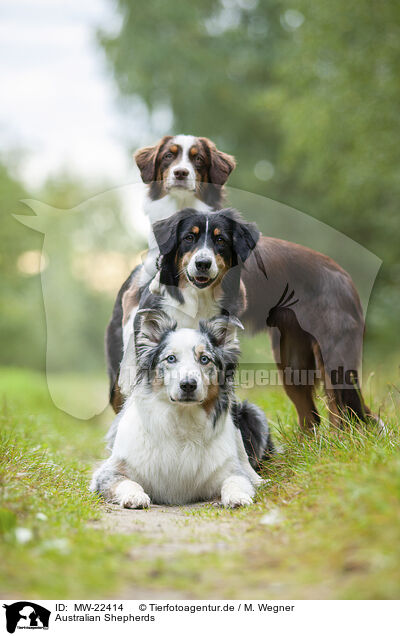 Australian Shepherds / Australian Shepherds / MW-22414