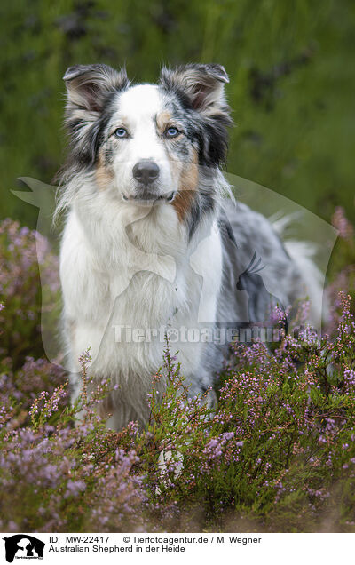 Australian Shepherd in der Heide / Australian Shepherd in the heather / MW-22417