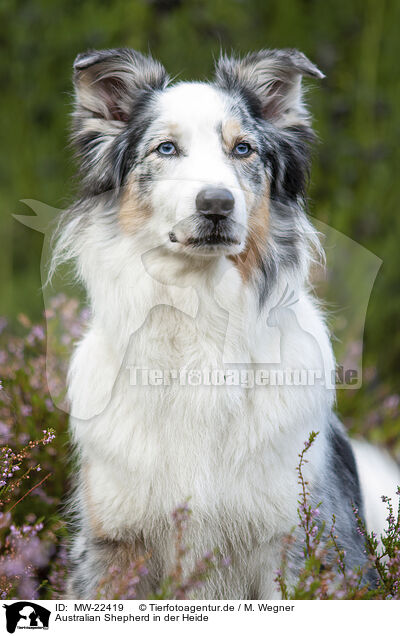 Australian Shepherd in der Heide / Australian Shepherd in the heather / MW-22419