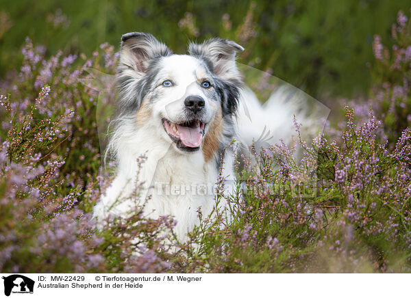 Australian Shepherd in der Heide / Australian Shepherd in the heather / MW-22429