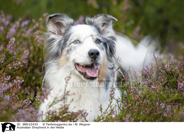 Australian Shepherd in der Heide / Australian Shepherd in the heather / MW-22430