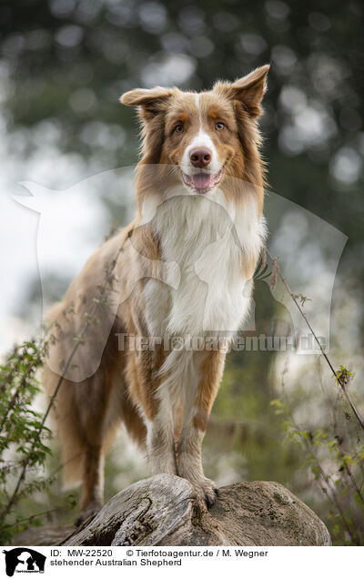 stehender Australian Shepherd / standing Australian Shepherd / MW-22520