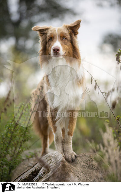 stehender Australian Shepherd / standing Australian Shepherd / MW-22522