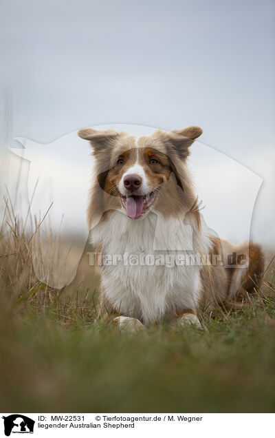 liegender Australian Shepherd / lying Australian Shepherd / MW-22531