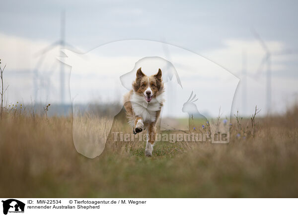 rennender Australian Shepherd / running Australian Shepherd / MW-22534