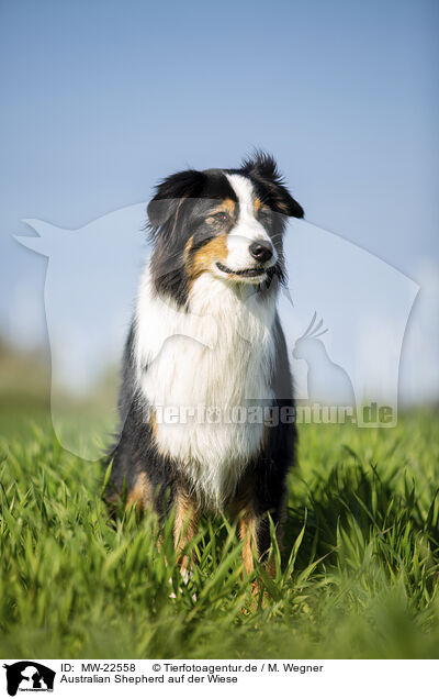 Australian Shepherd auf der Wiese / Australian Shepherd on the meadow / MW-22558