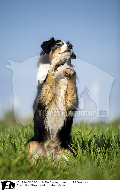 Australian Shepherd auf der Wiese / Australian Shepherd on the meadow / MW-22560