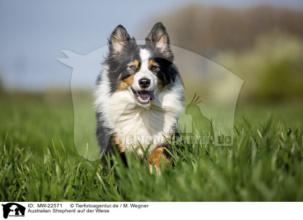 Australian Shepherd auf der Wiese / Australian Shepherd on the meadow / MW-22571