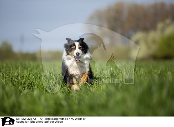 Australian Shepherd auf der Wiese / Australian Shepherd on the meadow / MW-22572