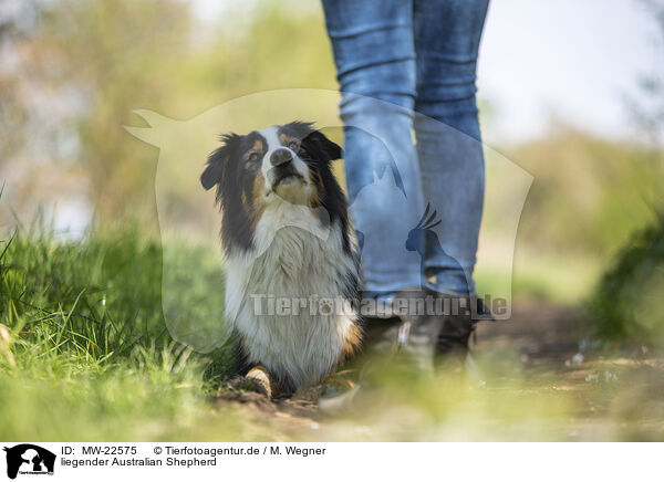liegender Australian Shepherd / lying Australian Shepherd / MW-22575