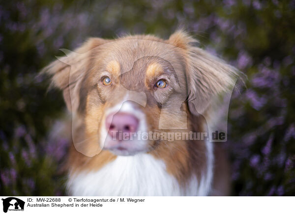 Australian Shepherd in der Heide / Australian Shepherd in the heather / MW-22688