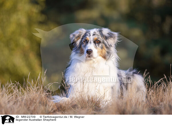 liegender Australian Shepherd / lying Australian Shepherd / MW-22709