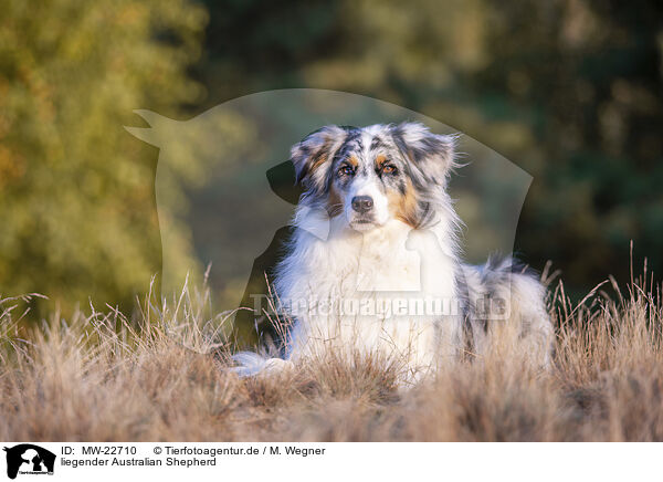 liegender Australian Shepherd / lying Australian Shepherd / MW-22710