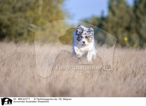 rennender Australian Shepherd / running Australian Shepherd / MW-22771