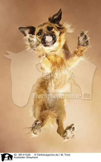 Australian Shepherd / Australian Shepherd / MT-01028