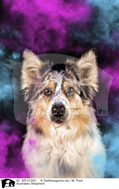Australian Shepherd / Australian Shepherd / MT-01353