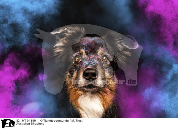 Australian Shepherd / Australian Shepherd / MT-01356