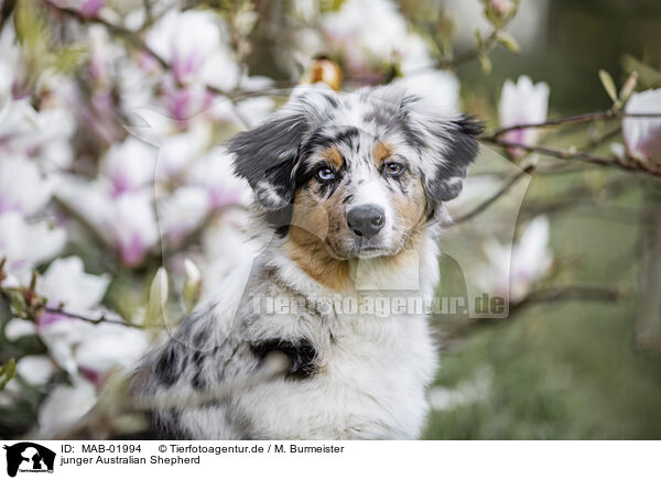 junger Australian Shepherd / young Australian Shepherd / MAB-01994