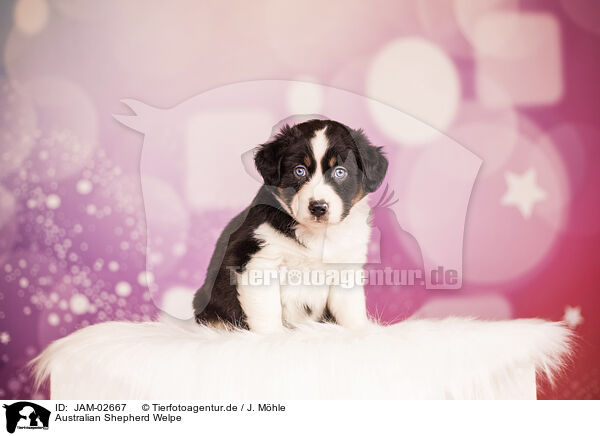 Australian Shepherd Welpe / Australian Shepherd Puppy / JAM-02667