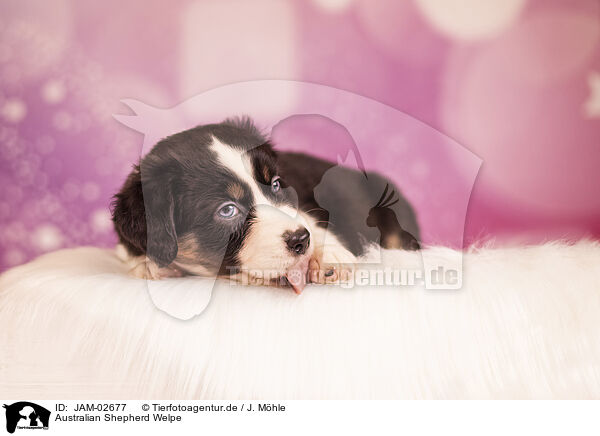Australian Shepherd Welpe / Australian Shepherd Puppy / JAM-02677