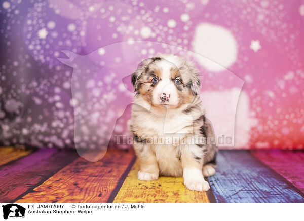 Australian Shepherd Welpe / Australian Shepherd Puppy / JAM-02697