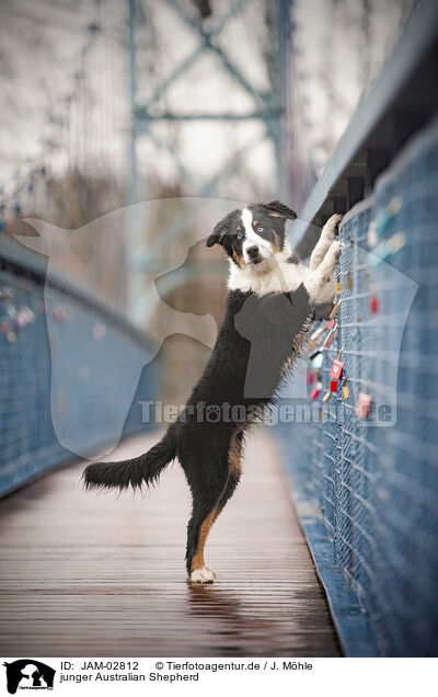 junger Australian Shepherd / young Australian Shepherd / JAM-02812
