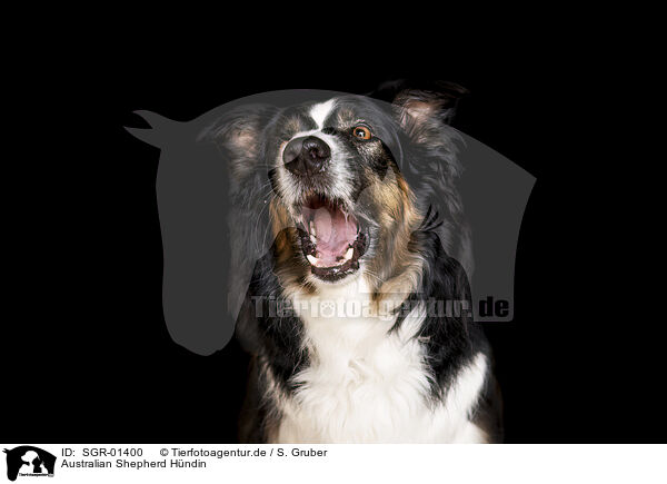 Australian Shepherd H�ndin / female Australian Shepherd / SGR-01400