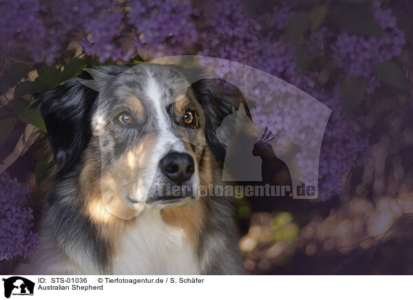 Australian Shepherd / Australian Shepherd / STS-01036