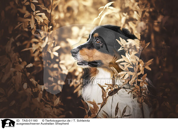 ausgewachsener Australian Shepherd / adult Australian Shepherd / TAS-01180
