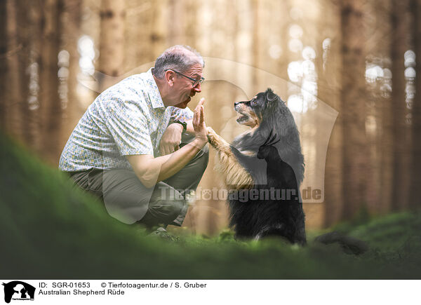 Australian Shepherd R�de / male Australian Shepherd / SGR-01653