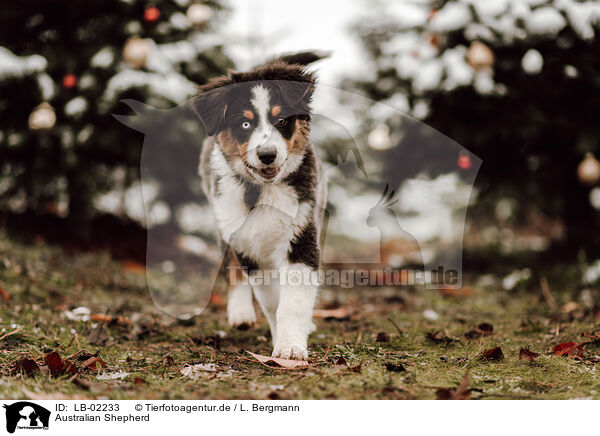 Australian Shepherd / Australian Shepherd / LB-02233