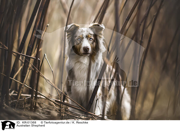 Australian Shepherd / Australian Shepherd / KR-01368