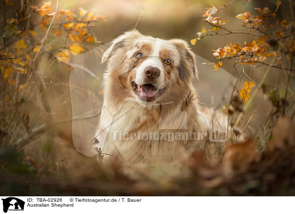 Australian Shepherd / Australian Shepherd / TBA-02926