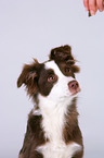junger Australian Shepherd