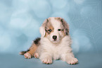Australian Shepherd Welpe